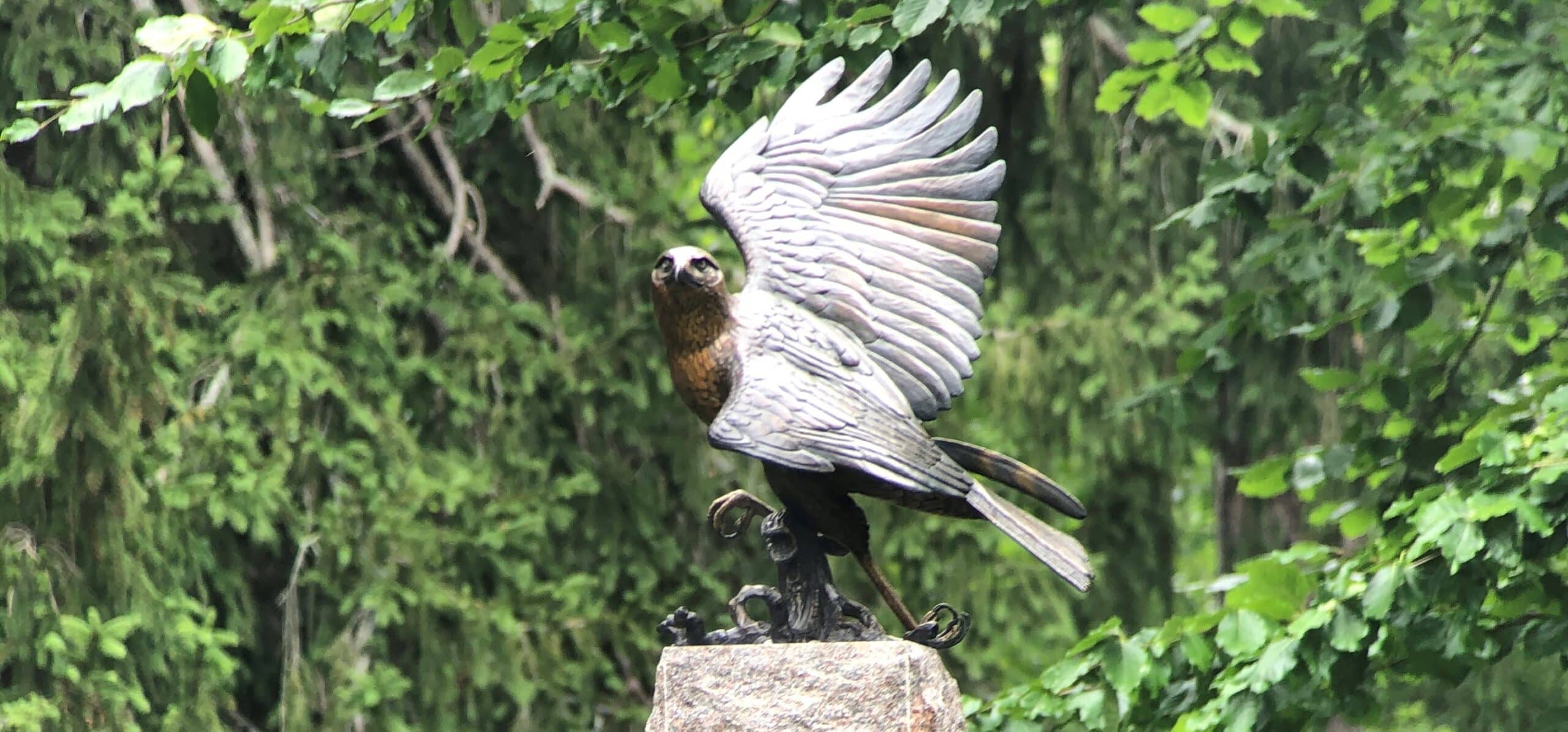 Great Black Hawk Statue unveiled in Portland Maine Audubon