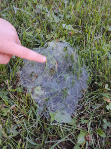 spider web in grass