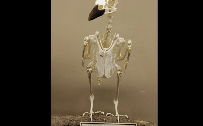 crow skeleton