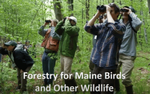 Forestry for Maine Birds webinar for Maine Master Naturalist Program