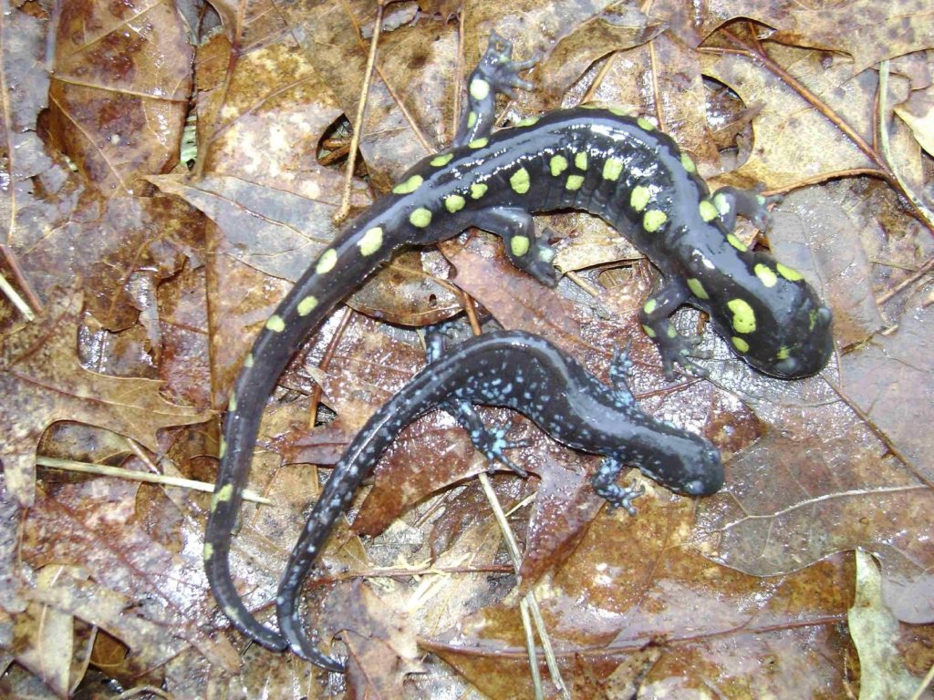 Spotted and Blue Spotted Salamanders