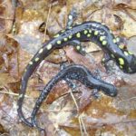 Spotted and Blue Spotted Salamanders