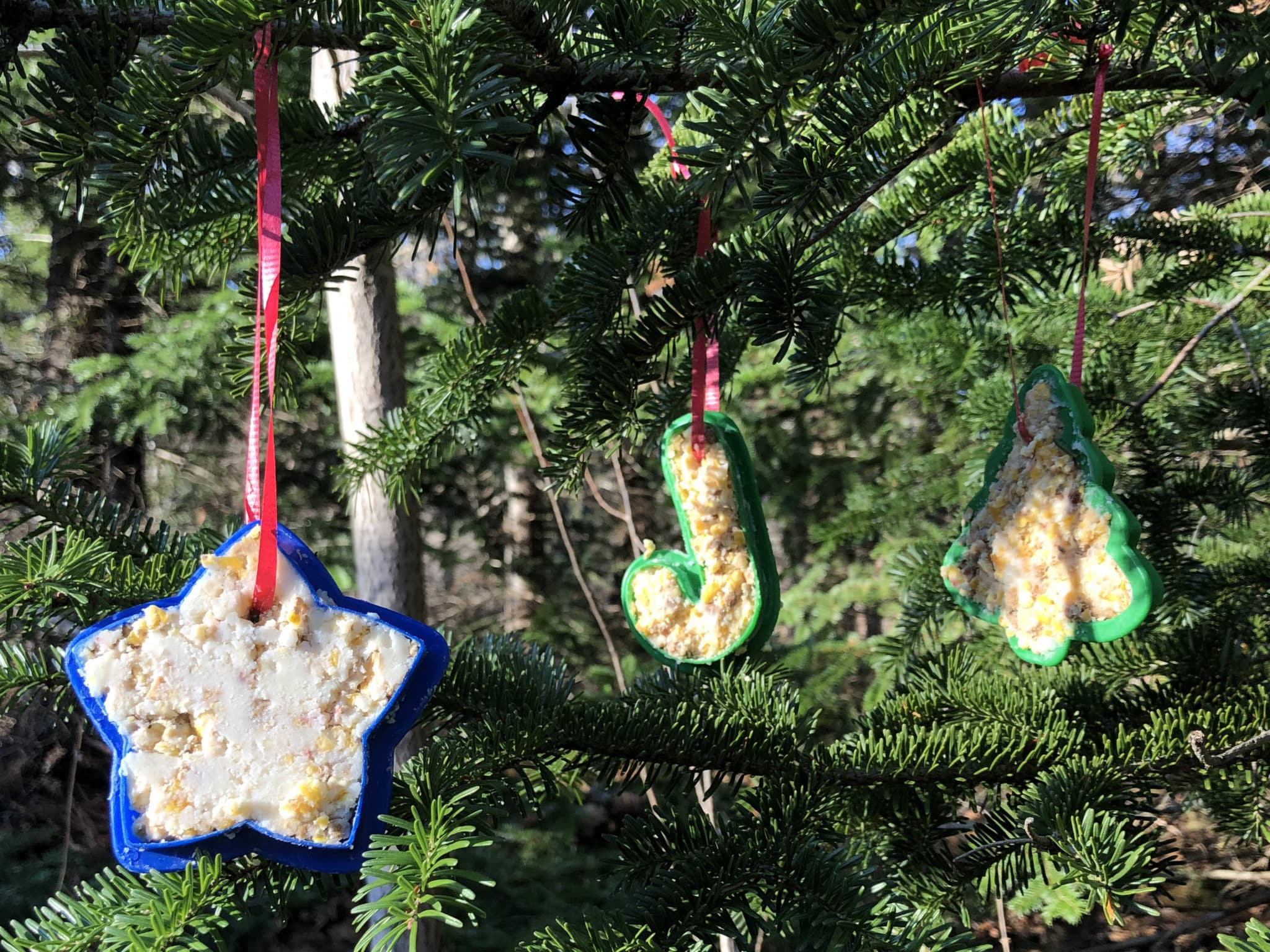 Make wildlifefriendly ornaments for the Fields Pond Night Tree Maine Audubon