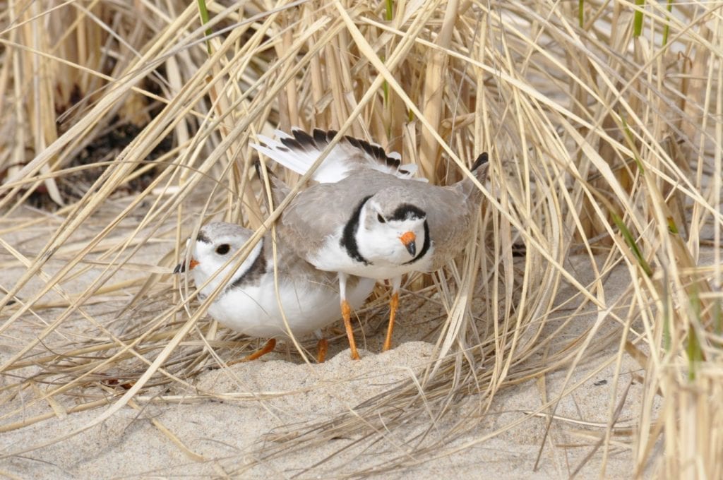 Piping Plovers April 2021
