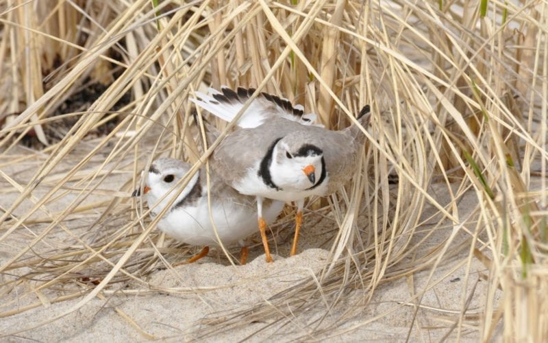 Piping Plovers April 2021
