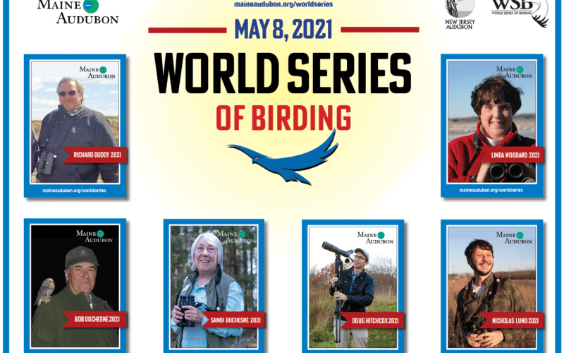 world series of birding 2021