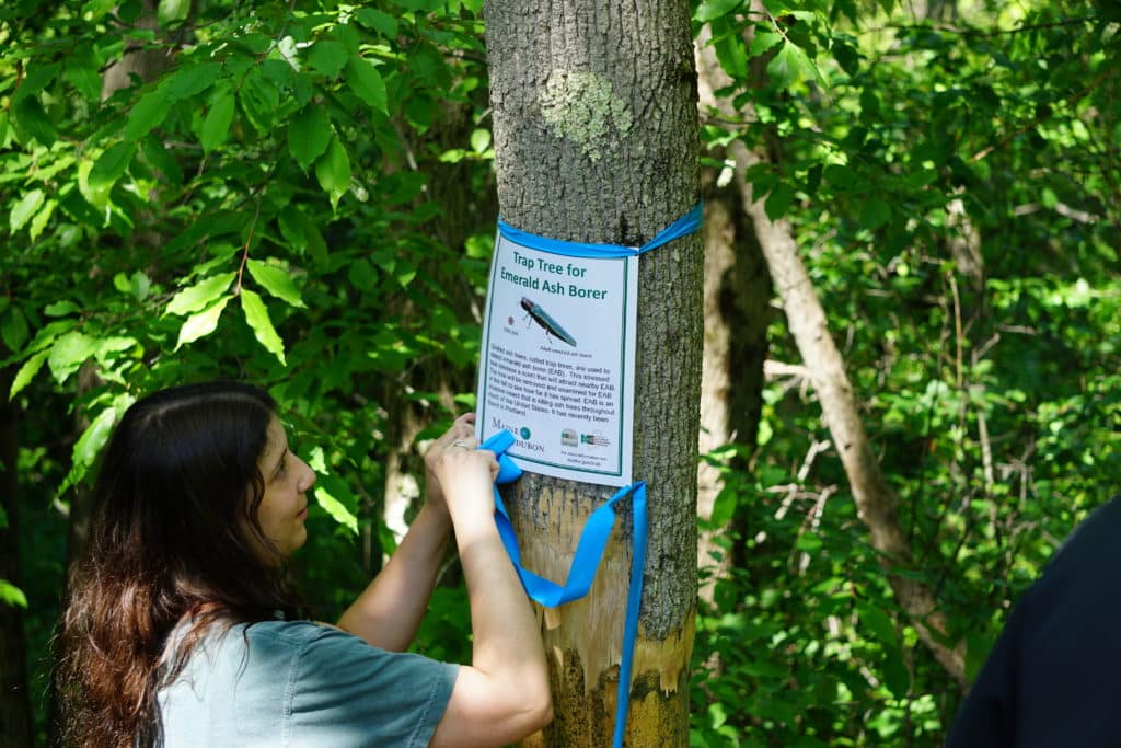 Catherine Griset putting sign on ash tree