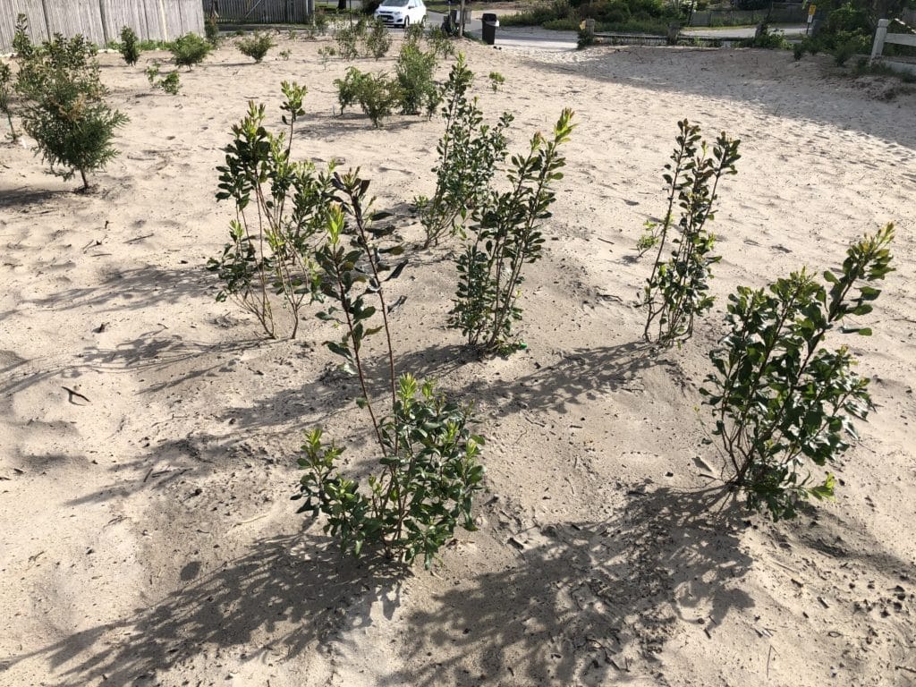 Willard Beach native plant restoration