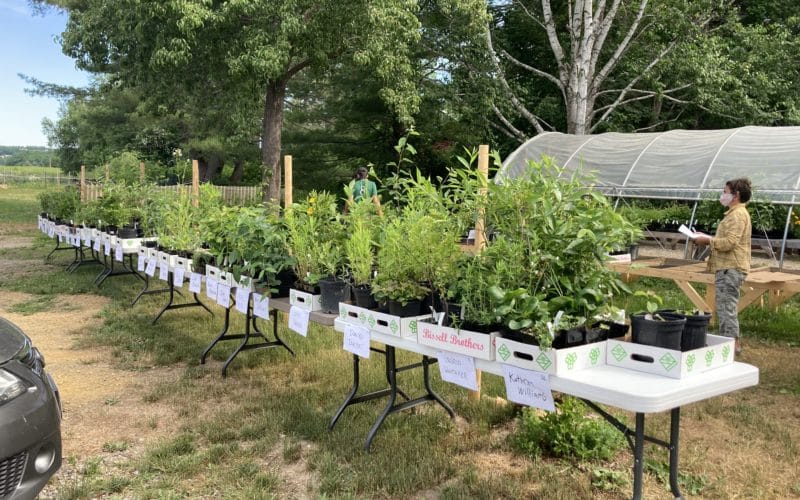 Native Plants Festival and Sale