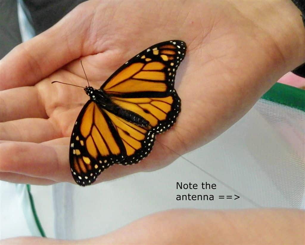 NanoTagged Monarch