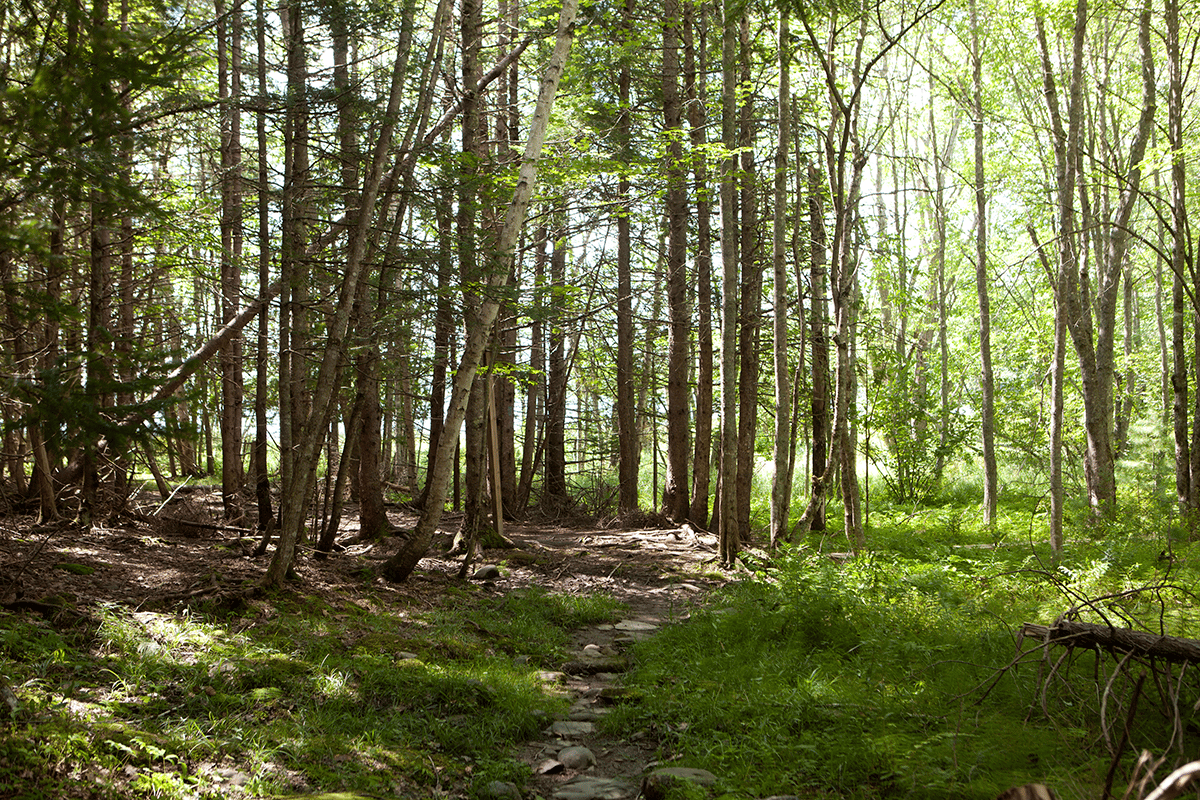 Woods at Fields Pond