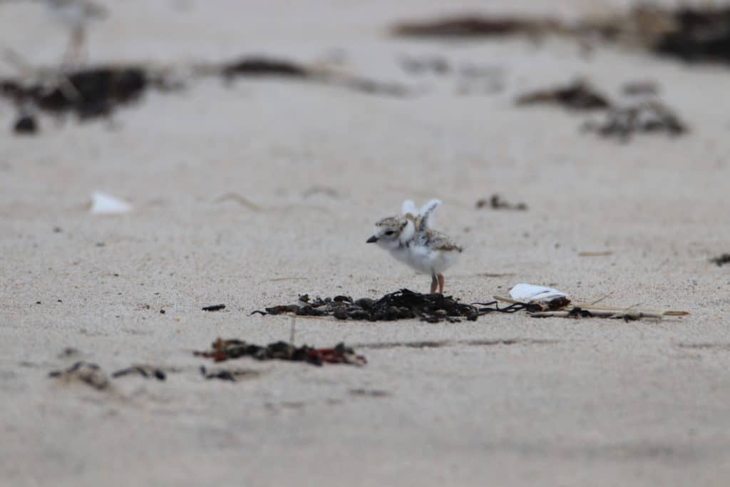 piping plover chick