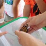 Kids tagging monarch butterflies at Fields Pond