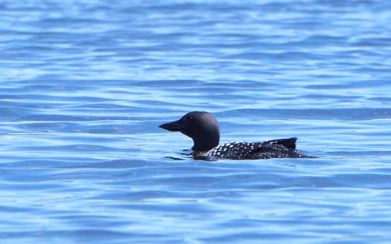 Common Loon on Panther Pond