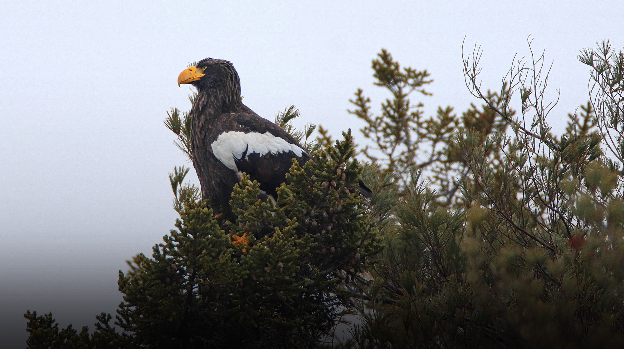 RARE BIRD ALERT A Steller’s Sea-Eagle appears in Maine! Photo by Zachary Holderby