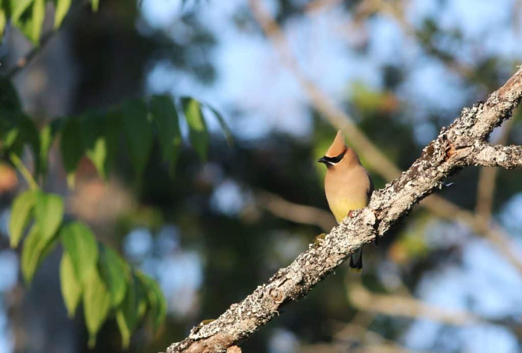 Cedar Waxwing at Katahdin Woods and Waters NM
