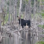Moose in Katahdin Woods and Waters NM