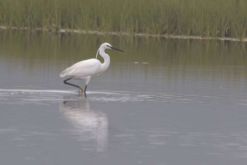 Little Egret at Scarborough Marsh, Doug Hitchcox photo