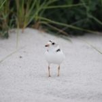 Piping Plover the beach. Photo by Rachel Parent.
