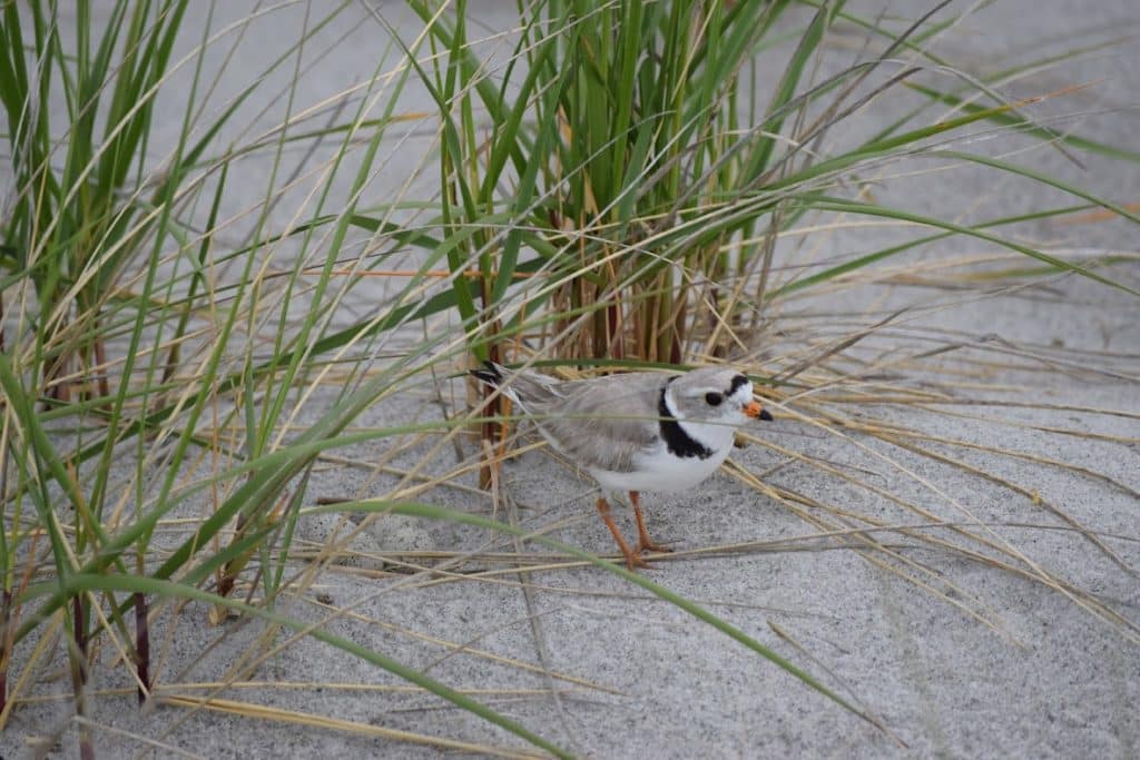 Piping Plover on Higgins Beach. Photo by Rachel Parent.