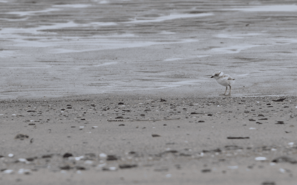 Piping Plover chick on Higgins Beach. Photo by Rachel Parent.