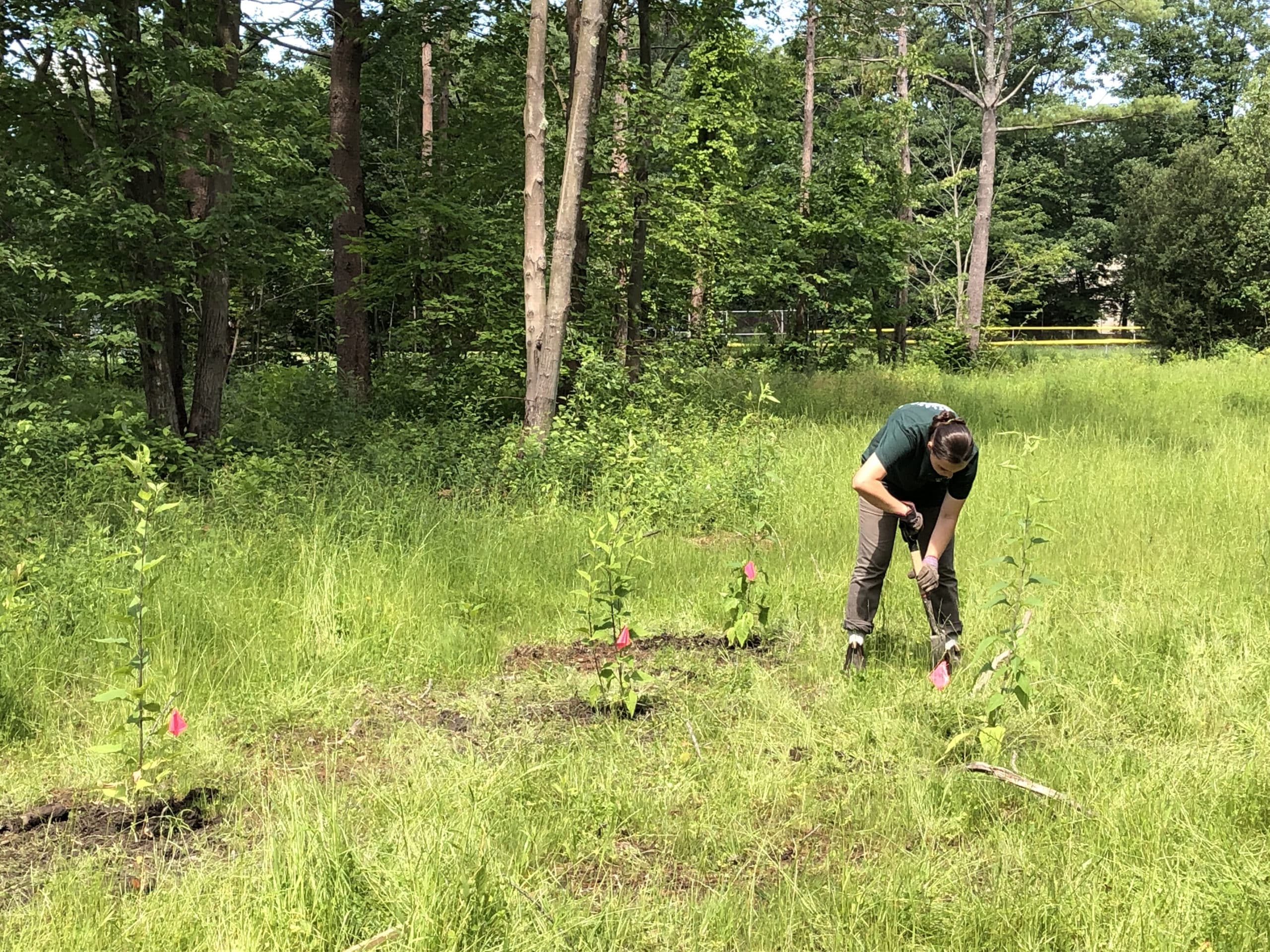 Planting native plants in Baxter Pines