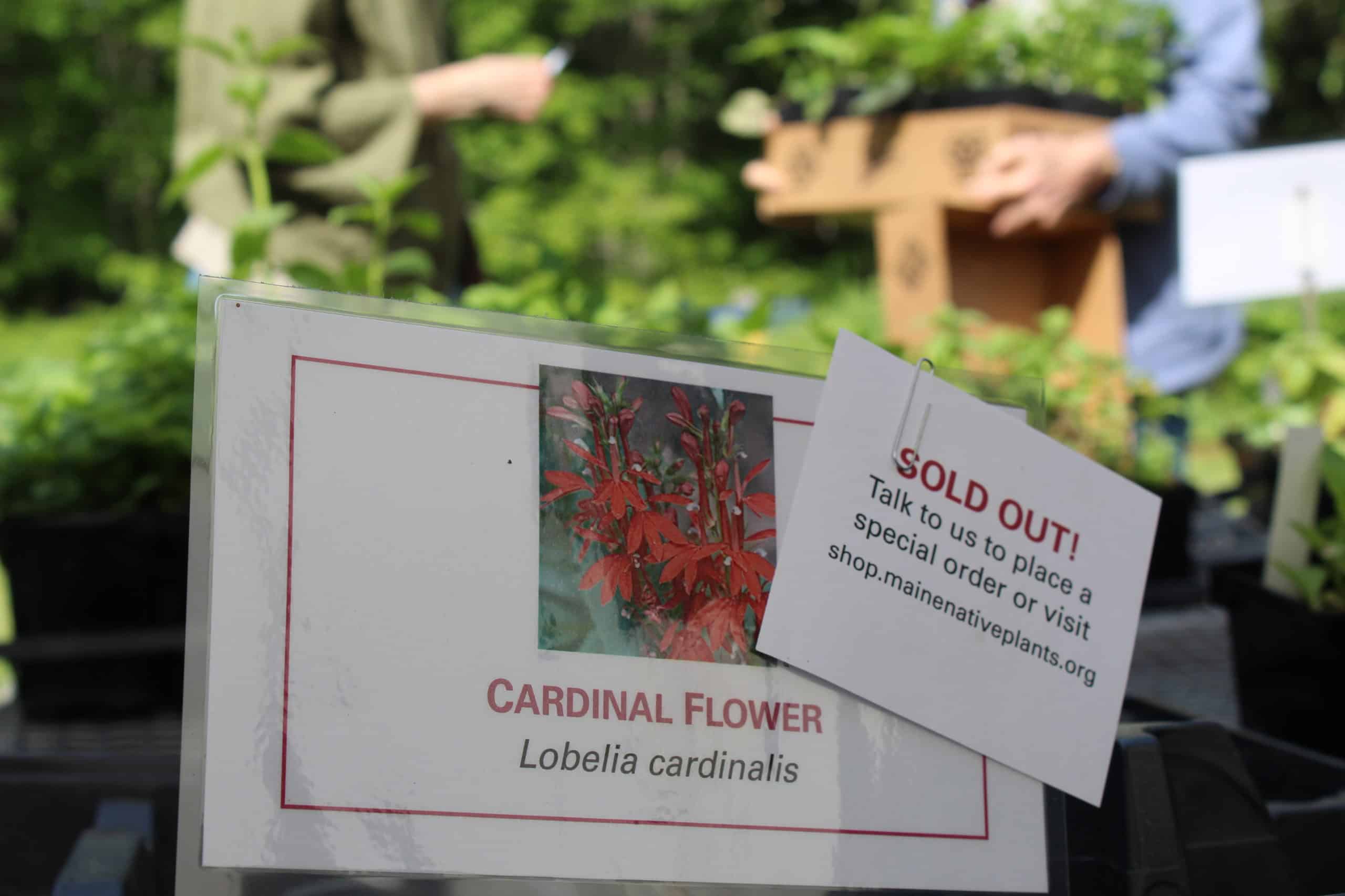 Native Plants Sale 2022 season wrapup Maine Audubon