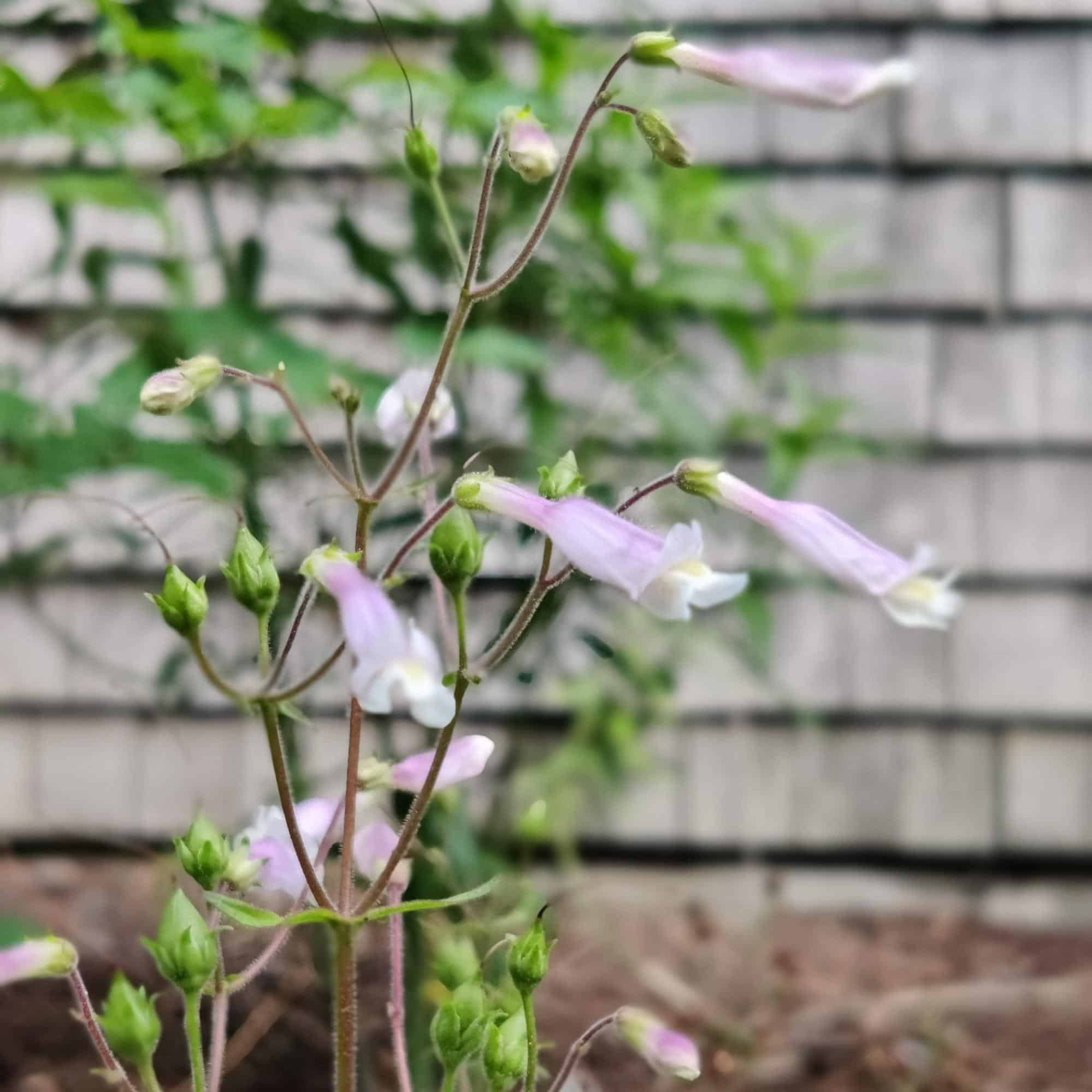Last chance Fall native plants sale (with 20 off)! Maine Audubon