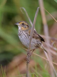 Saltmarsh Sparrow by Scott Heron