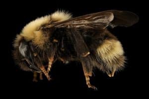 Bombus ashtoni by USGS Bee Monitoring and Inventory Lab