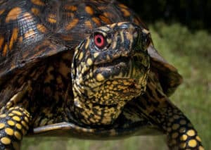 Eastern Box Turtle by Brookhaven National Laboratory