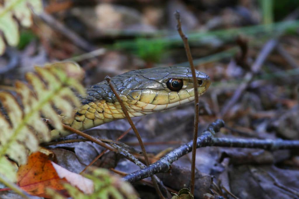 Eastern Garter Snake by Aislinn Sarnacki