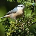 Red-breasted Nuthatch by Jeff Schmoyer