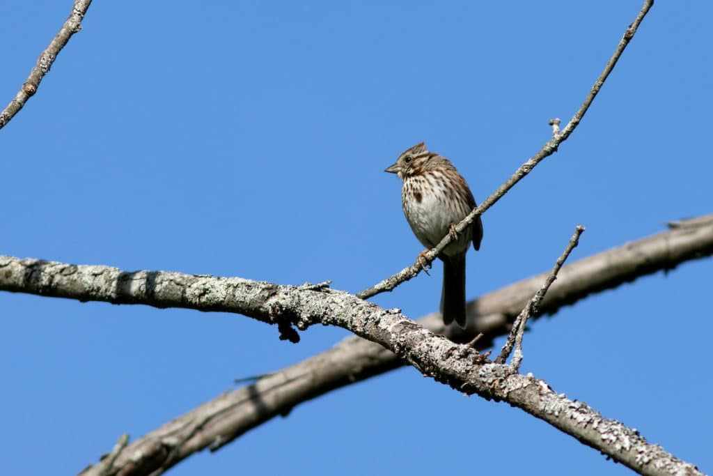 Song Sparrow seen at Capisic Pond in Portland