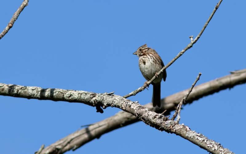 Song Sparrow seen at Capisic Pond in Portland