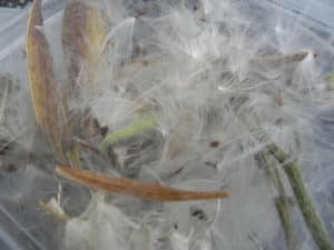 Butterfly Weed seeds