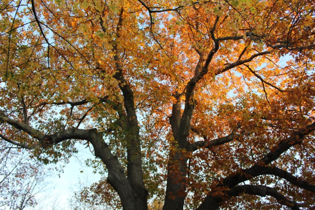 Red Oak in Portland