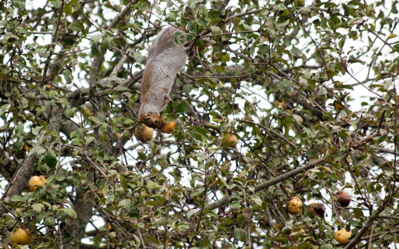 Squirrel in apple tree