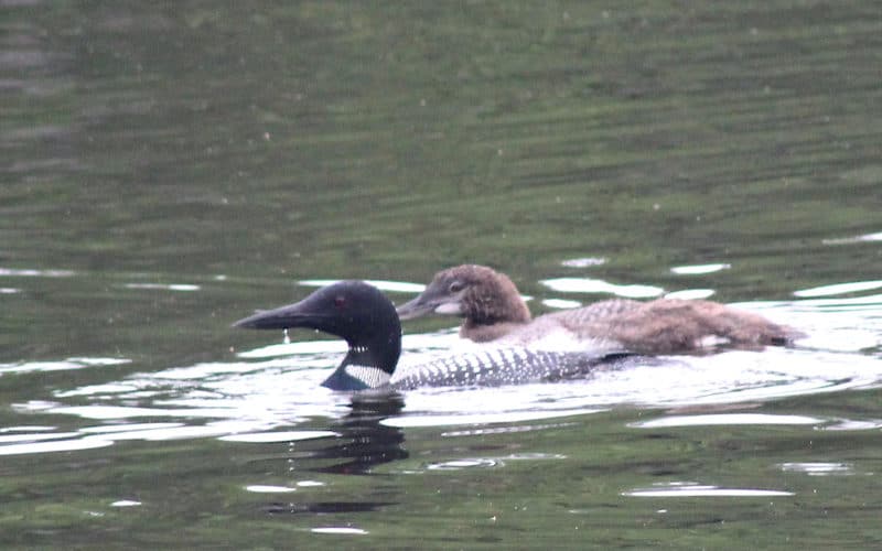 Loon and juvenile loon on Fields Pond