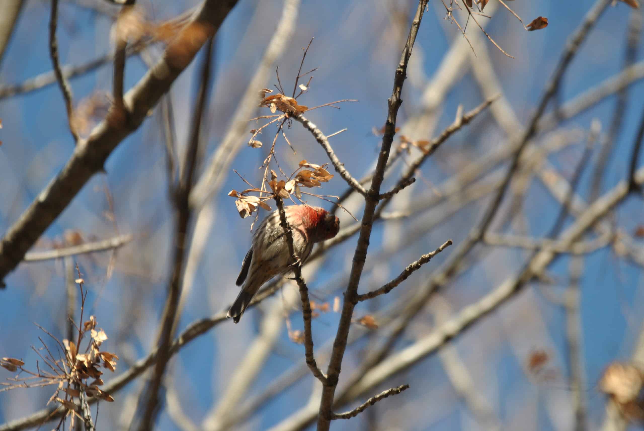 Native Plants For Winter Finches Maine Audubon