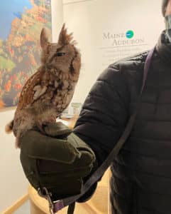 Screech Owl, Wildlife Mingle 2022