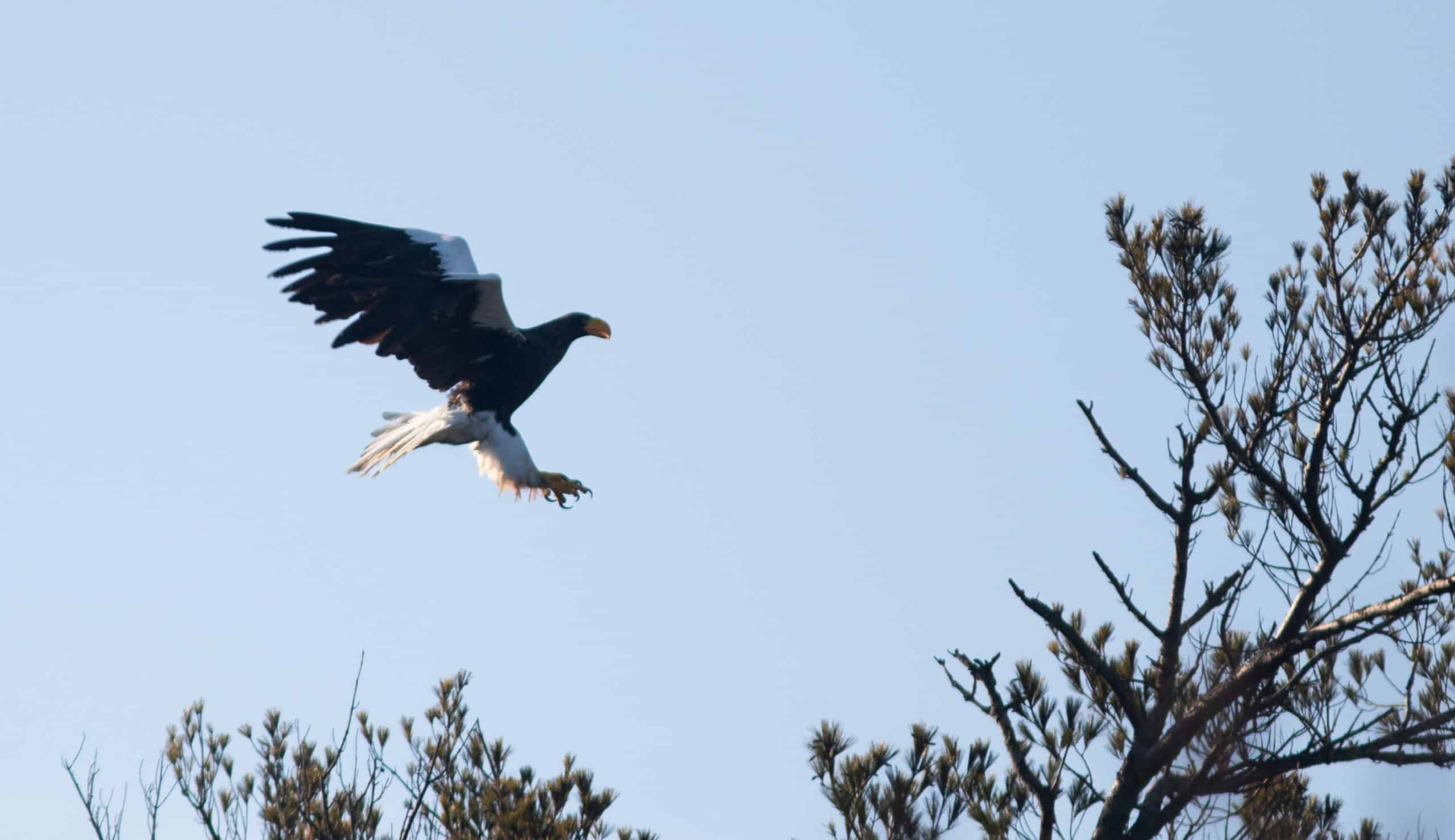 RARE BIRD ALERT: STELLER'S SEA-EAGLE IS BACK (2023) - Maine Audubon