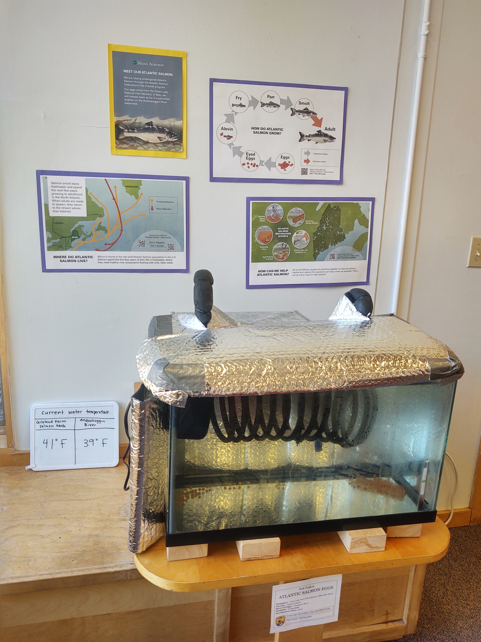 Come visit our centers to see Atlantic Salmon eggs hatching