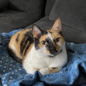 Calico cat curled up on a blue blanket and grey couch looking at the camera