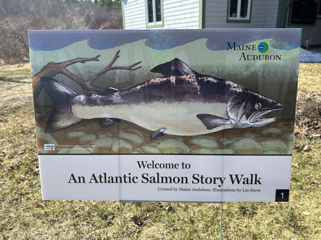 An Atlantic Salmon Story