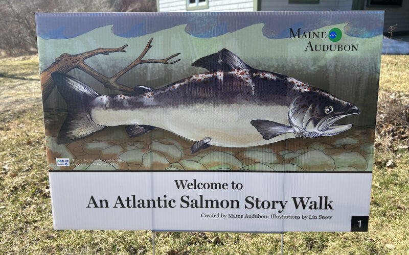 An Atlantic Salmon Story