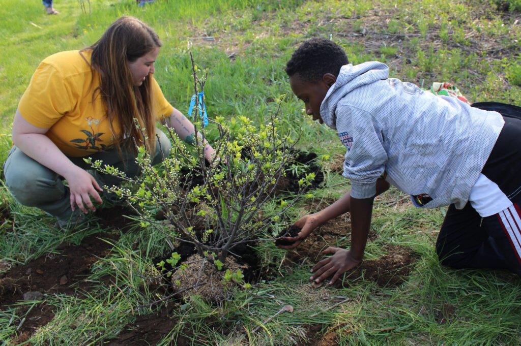 Students from the Reiche Elementary School, taking part in the Learning Works afterschool enrichment program, plant native plants at Kettle Cove State Park, Cape Elizabeth.