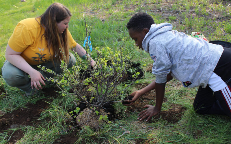 Students from the Reiche Elementary School, taking part in the Learning Works afterschool enrichment program, plant native plants at Kettle Cove State Park, Cape Elizabeth.