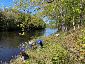 Planting native plants with Piscataquis Community High School students