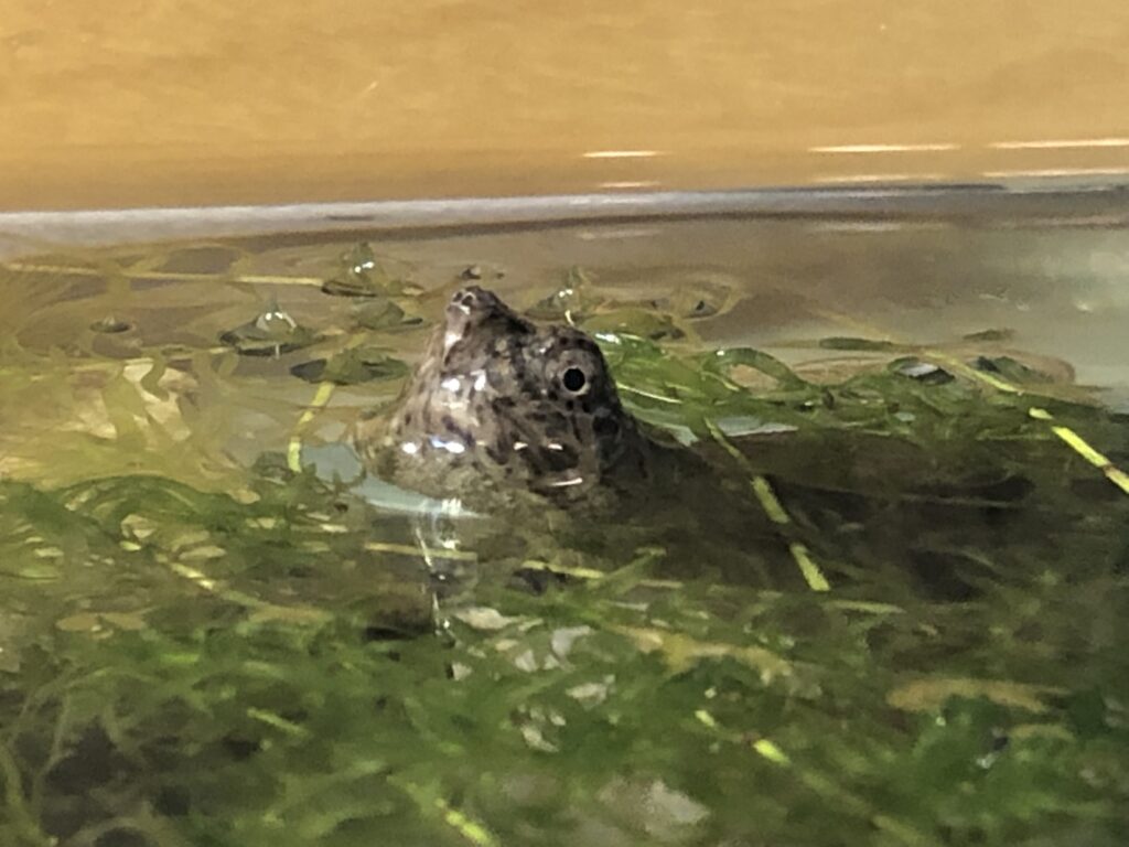 Turtle in Discovery Room